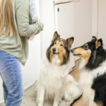 Canis Tutor - Regina Franziska Hiertz - Meine Südstadt Köln