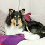 Canis Tutor - Regina Franziska Hiertz - Meine Südstadt Köln