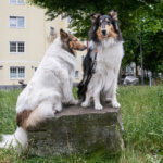 Canis Tutor - Regina Franziska Hiertz - Meine Südstadt Köln