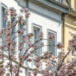 SDH Immobilien Köln