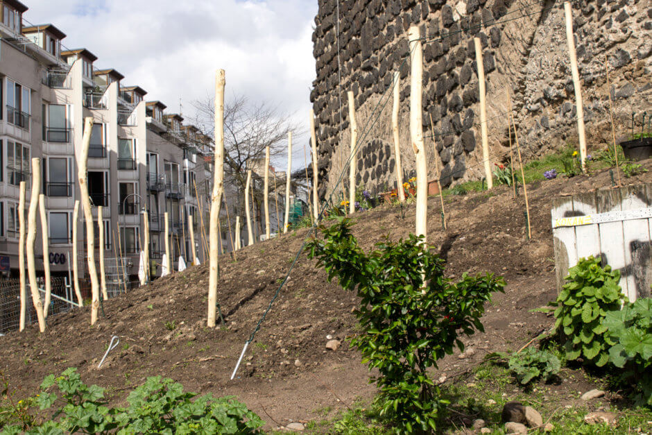 Wein an der Severinstorburg