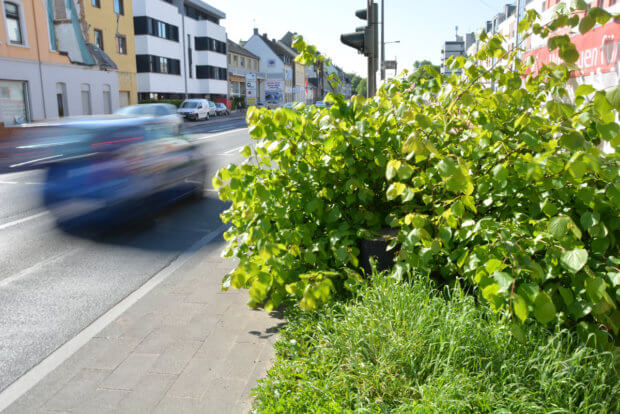 Bäume Bonner Straße