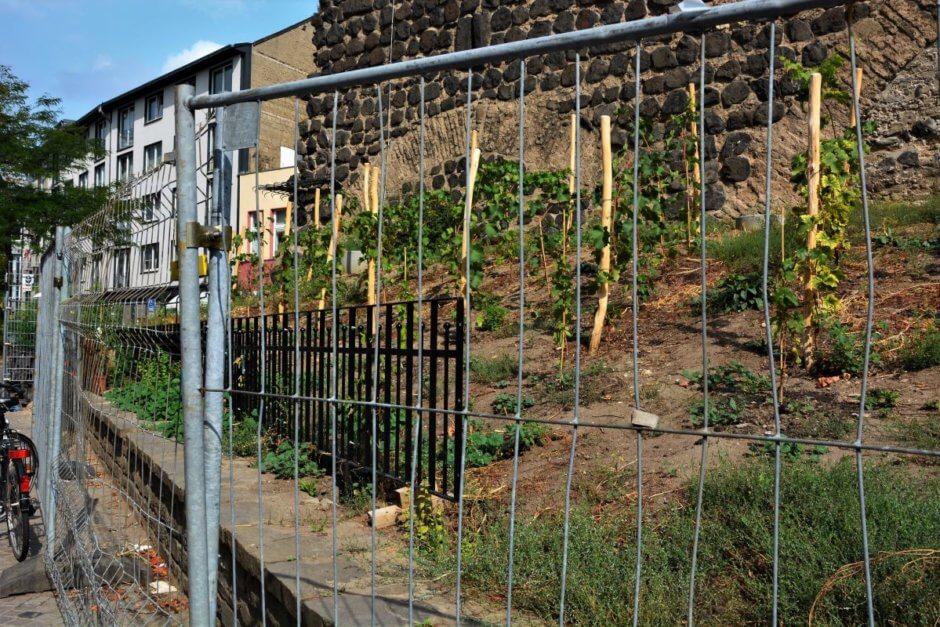 Weinberg Chlodwigplatz