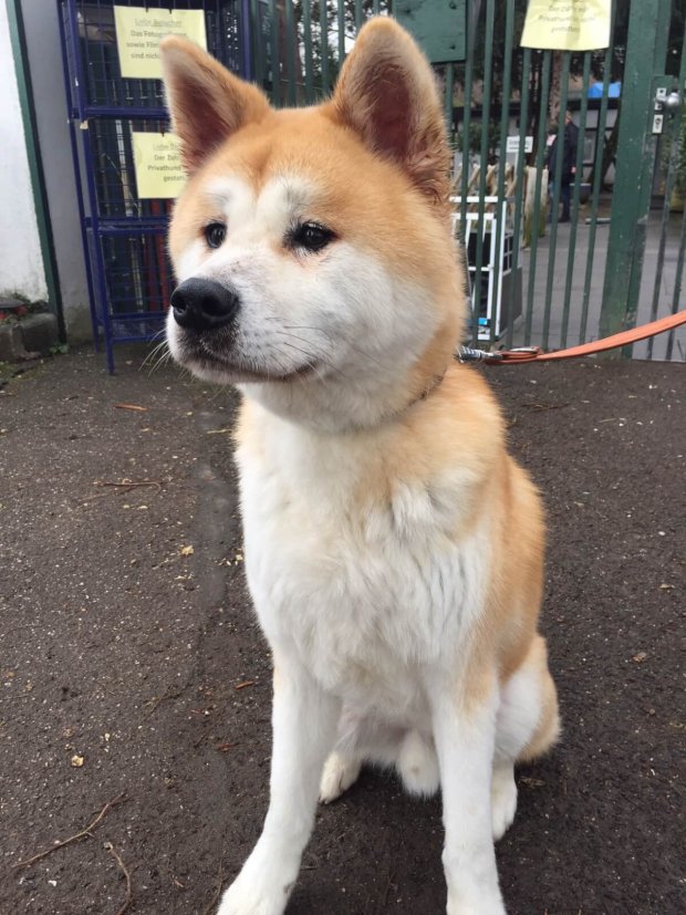 Hund im Tierheim Zollstock