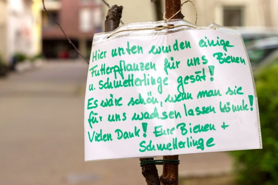 futterpflanzen-fuer-bienen-und-schmetterlinge