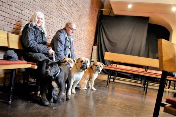 English_Bulldog