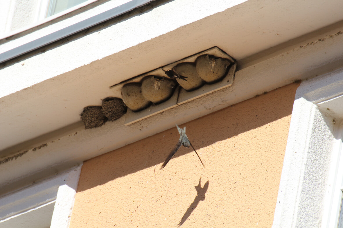 „Wenn Schwalben am Haus brüten, geht das Glück nicht