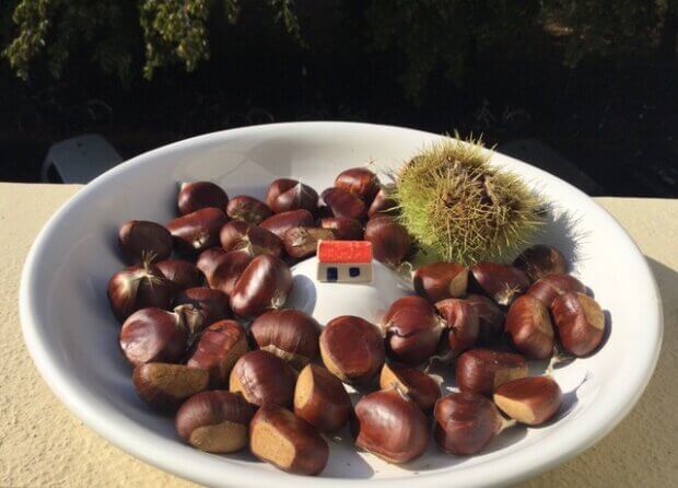 Maronen aus dem Volksgarten