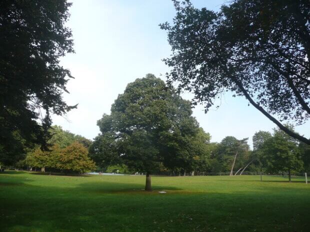 Prächtiger Esskastanienbaum auf der Wiese im Volksgarten