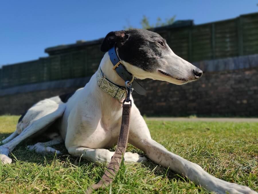 Galgos marching on– die Wochenendfreuden vom 30.01.-01.02.2026