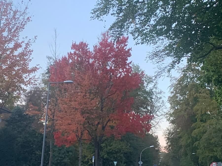 Bunter Herbst – die Wochenendfreuden vom 23.-25.10.2026